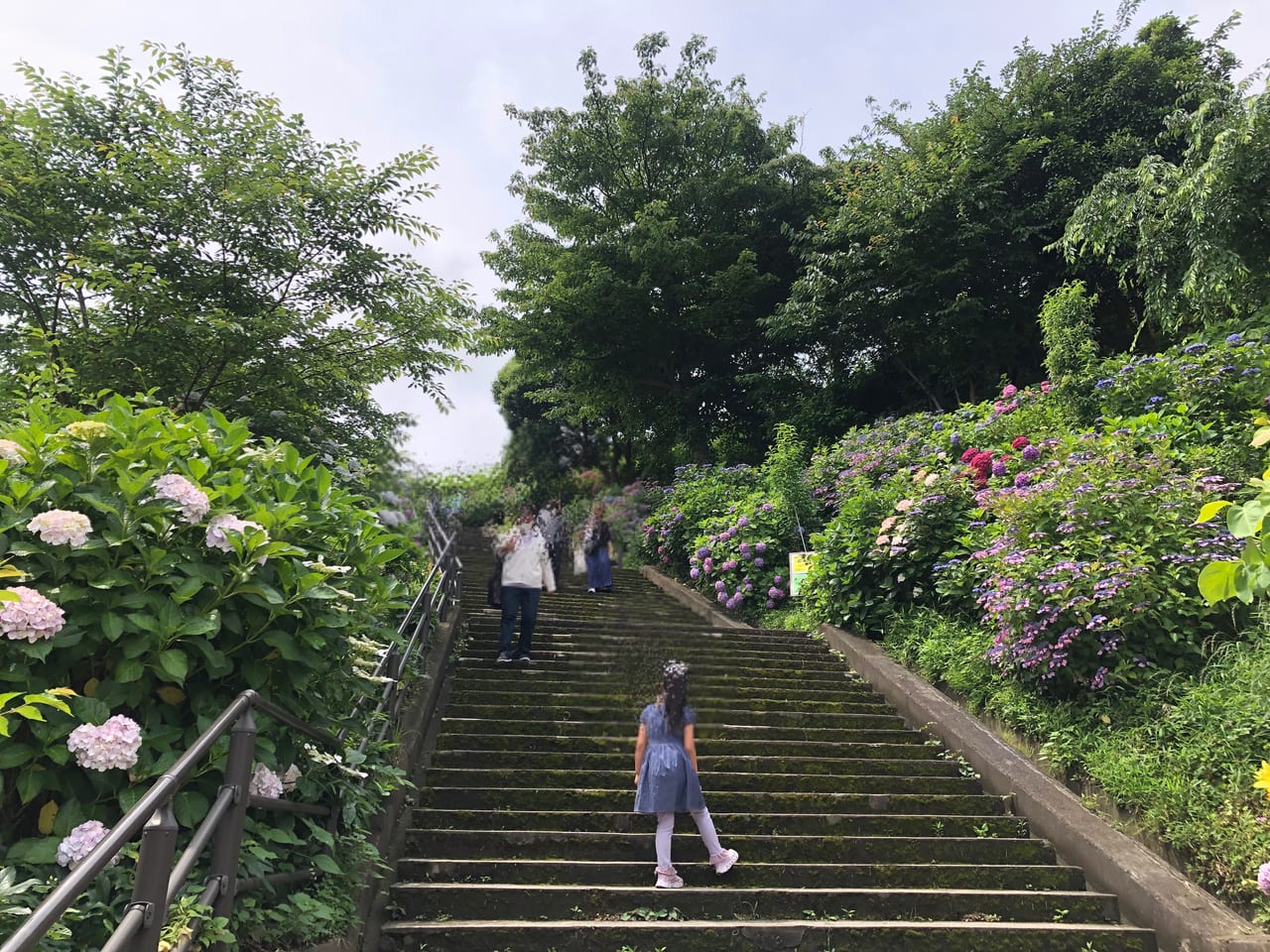 上郷あじさい祭り